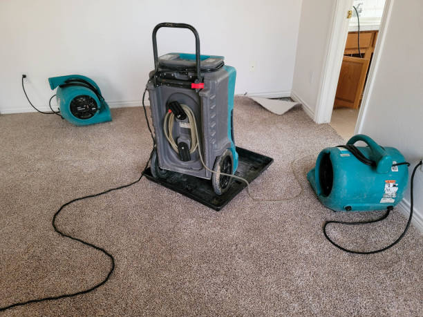 Best Mold removal after water damage  in Theresa, WI